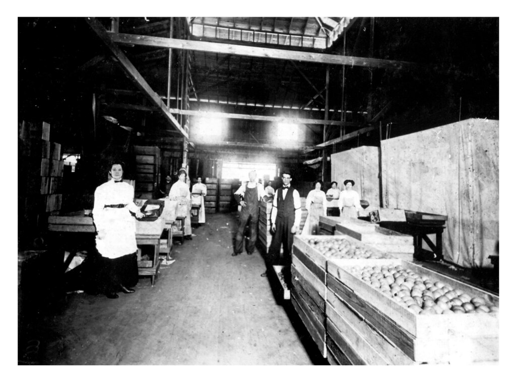 Black-and-white view of workers posed among sorting tables and stacked wooden fruit crates inside an Escondido citrus packing house around 1894.