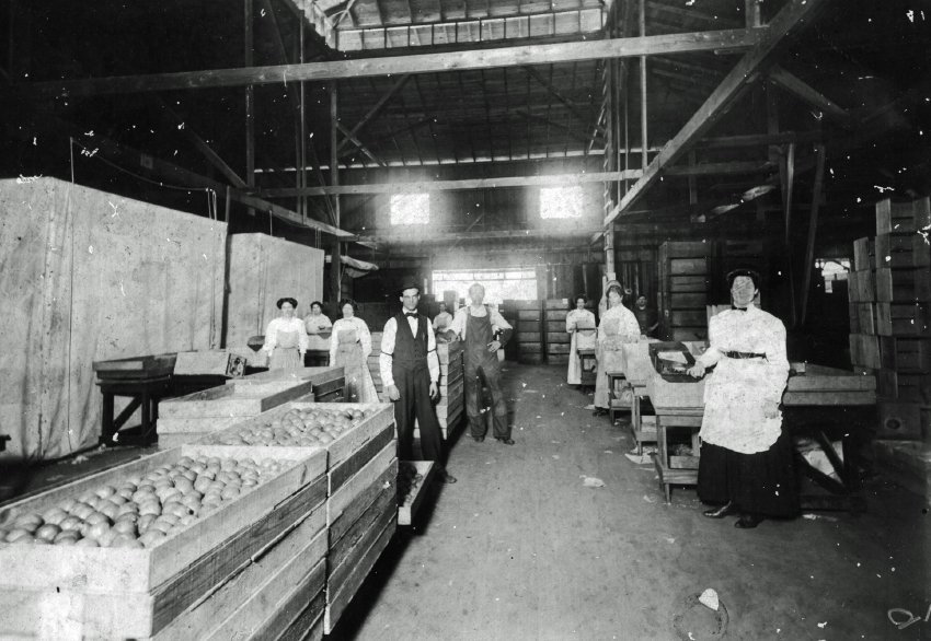 Workers stand among long rows of produce bins inside an Escondido packing facility.
