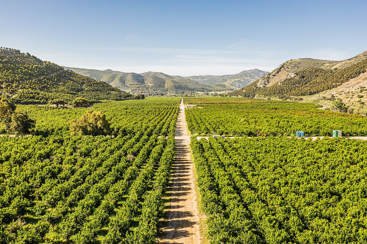 Aerial view along rows of a green citrus orchard between the hills of San Pasqual Valley.